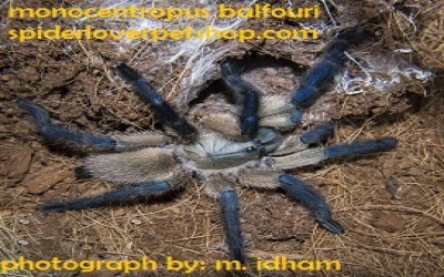 monocentropus balfouri sling tarantula